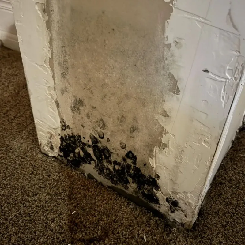Professional Mold Removal in Barron County, WI